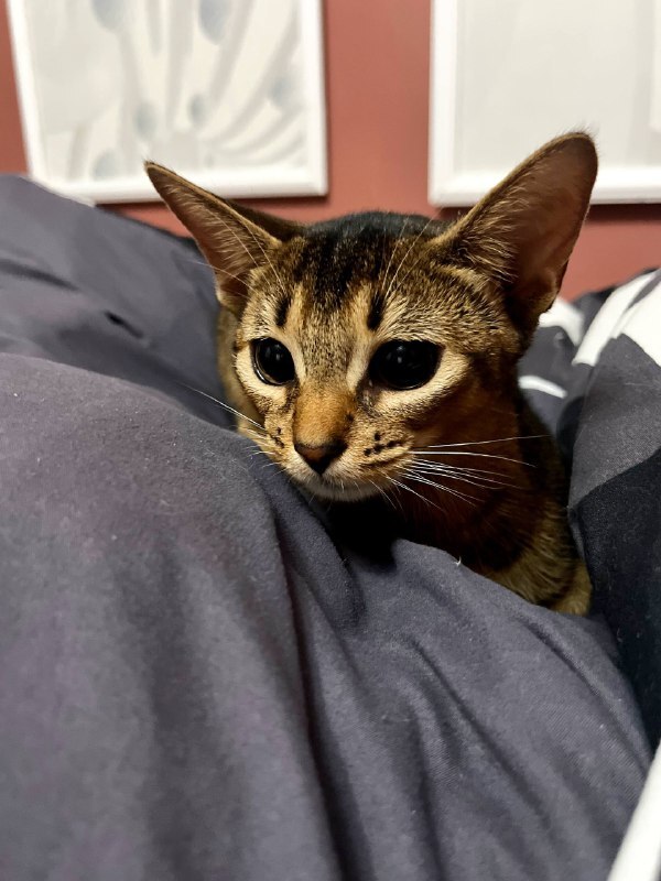 "Нападают на детей" и "кусают без причины": почему об абиссинцах сложились ложные представления