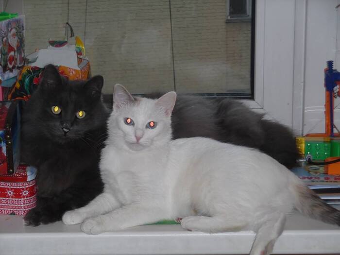 Сладкая парочка