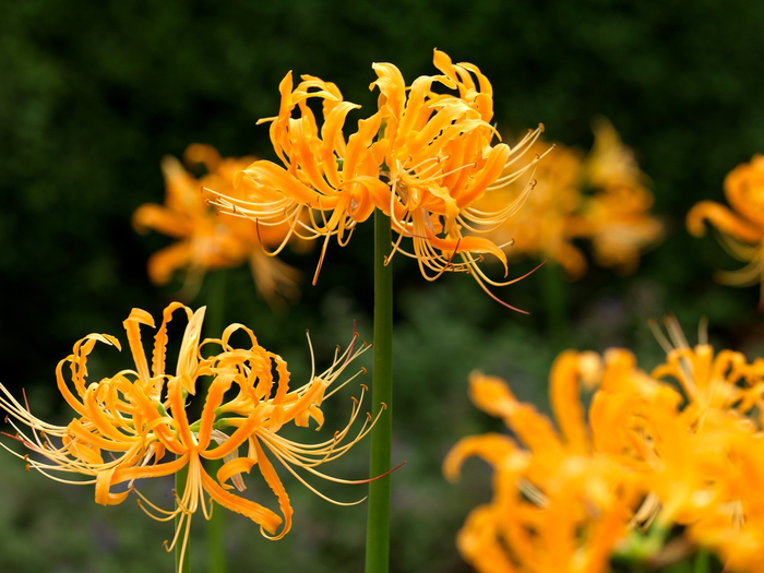    .  , ,   (. Lycoris aurea).