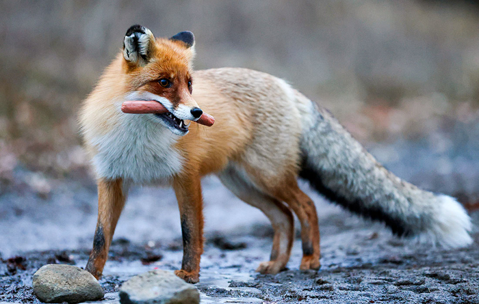 Лиса на курорте "Красная Поляна"//Фото: Дмитрий Феоктистов/ТАСС