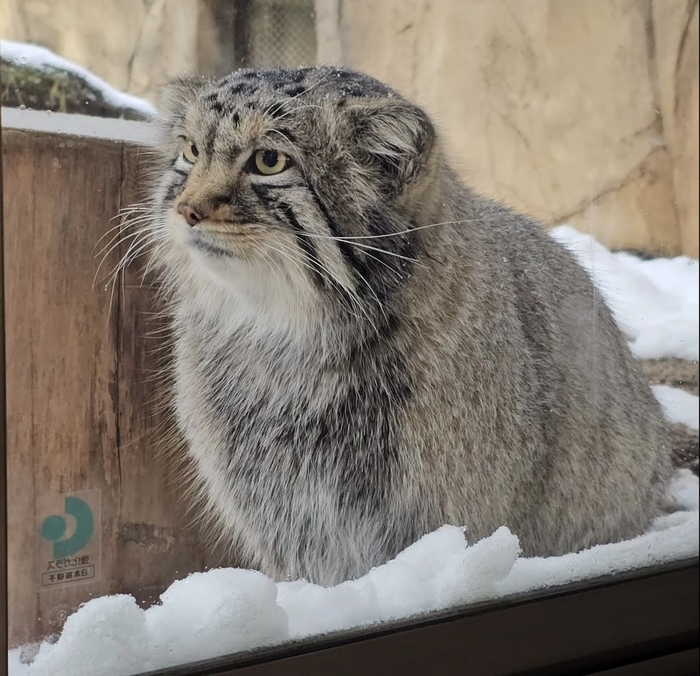 Снежный Нагому