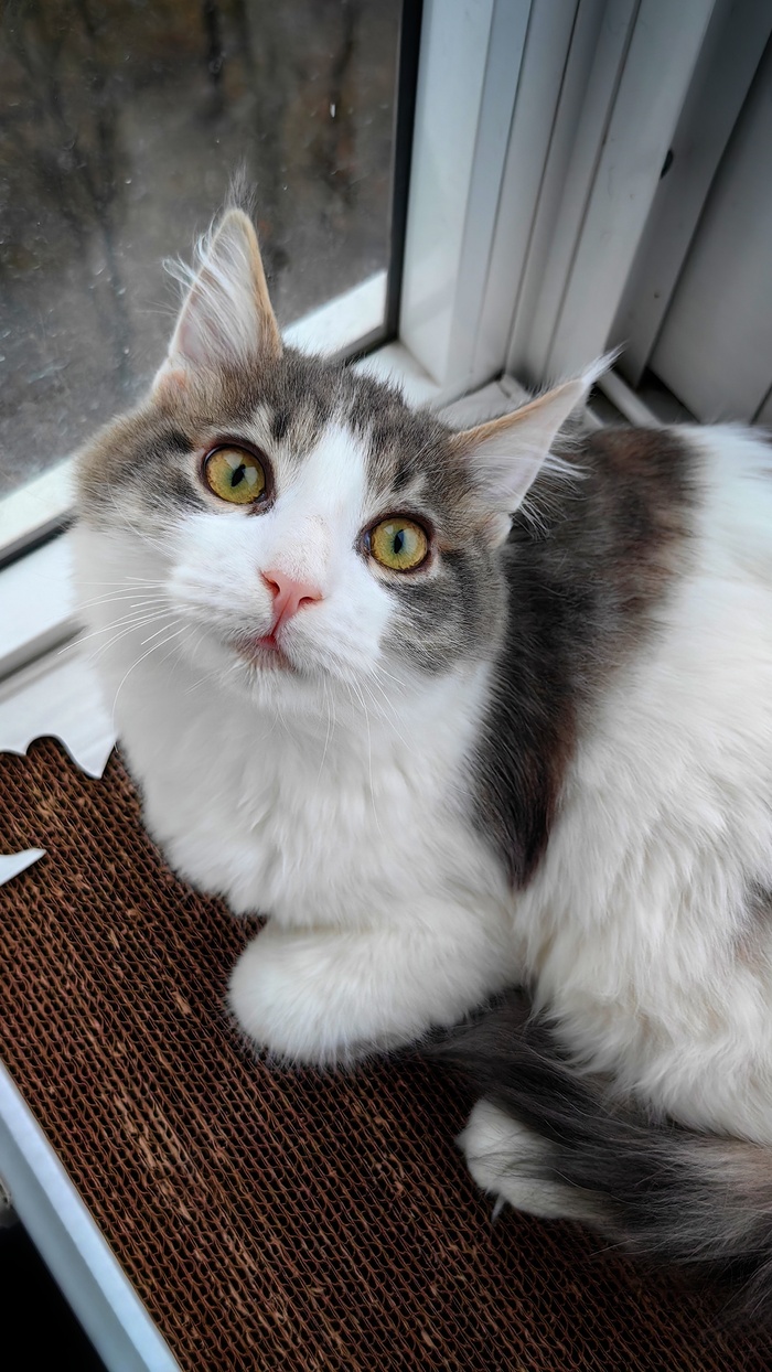 Утренний нос