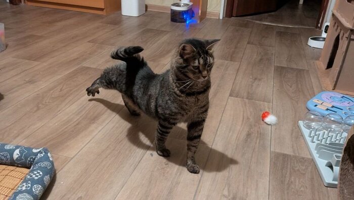 Как мощны его лапищи