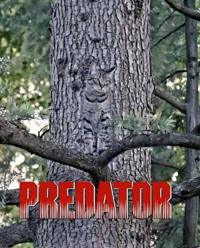 Хищник. Новая версия