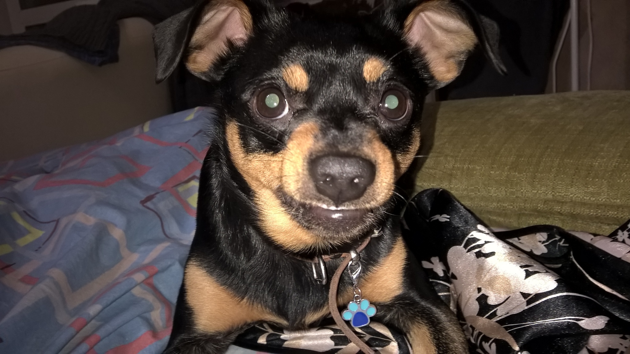 Tima - Dog, Mobile photography, Longpost