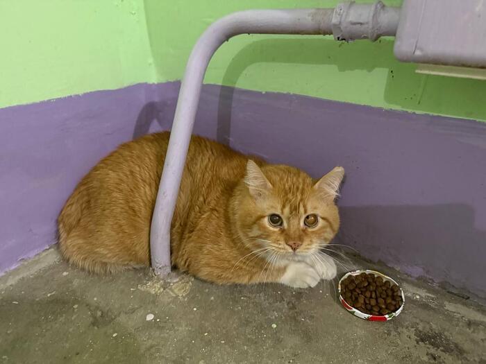 Прекрасное рыжее создание