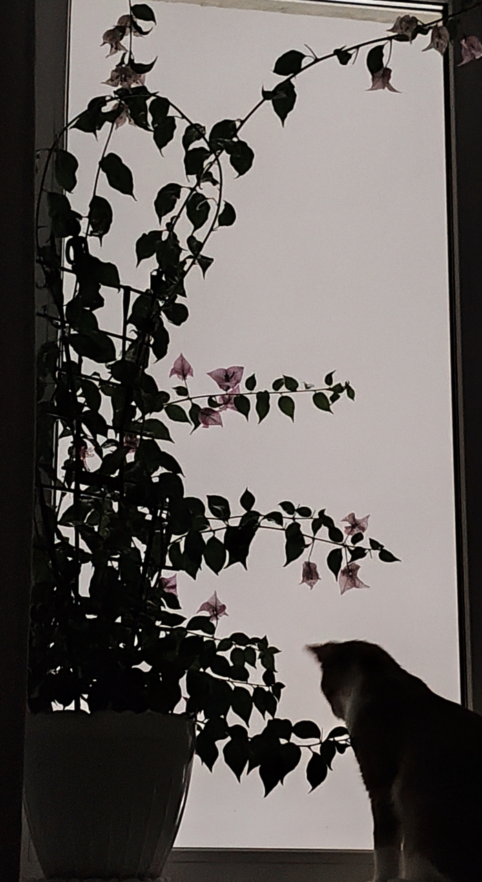 Малыш в первый раз увидел снег