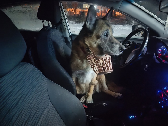 В ожидании хозяйки