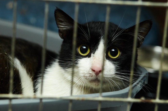 Хороший кот ищет дом