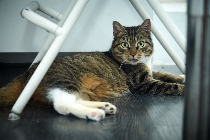 Кошечка срочно ищет дом