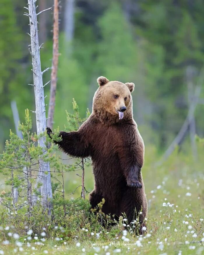 Фотограф, нет мёда - не будет фотосессии...