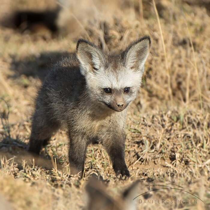 Щенок большеухой лисицы
