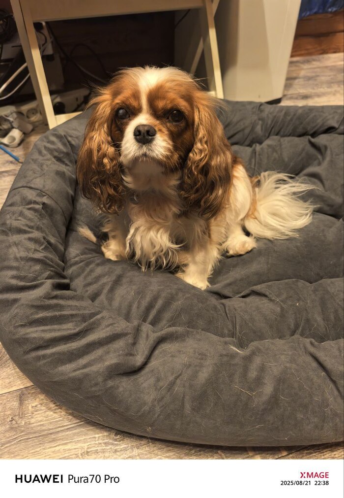 Ответ на пост «Довольная собака»