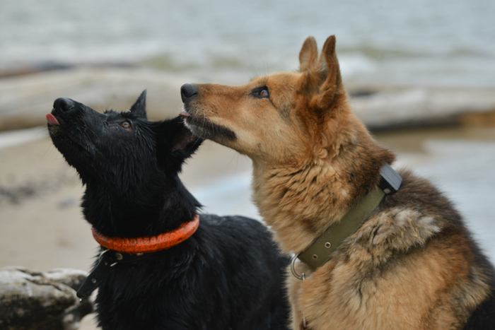 Вот - только жестом - подана команда "Сидеть!".