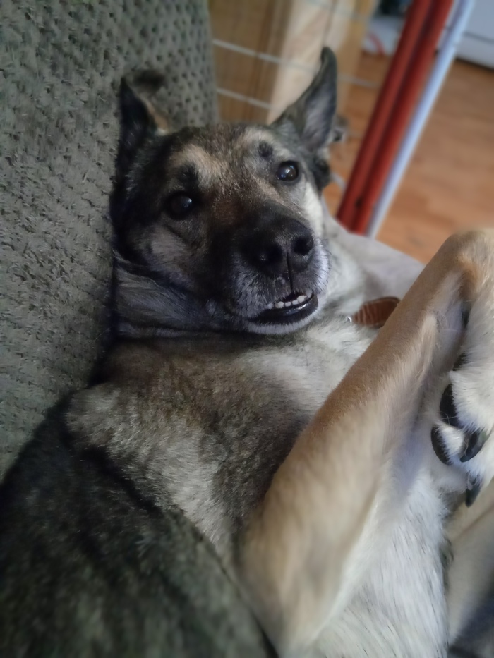 Ответ на пост «Довольная собака»