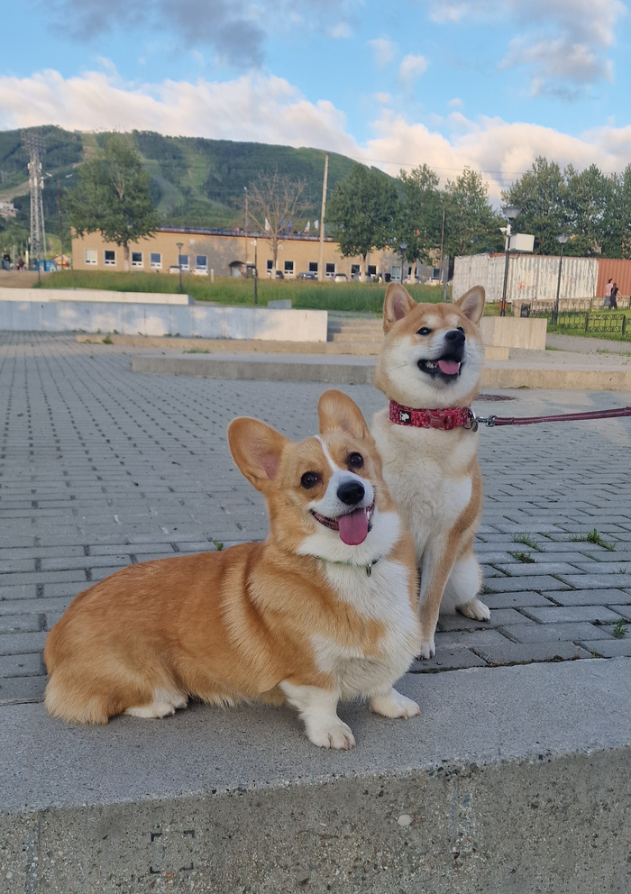 Ответ на пост «Довольная собака»