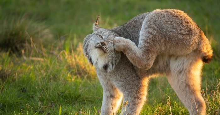 Какой сладкий окорочок!