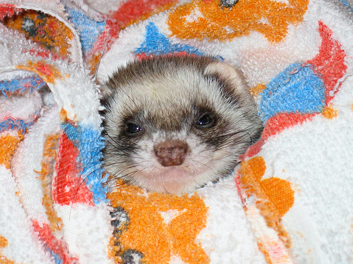 Средняя продолжительность жизни домашнего хорька 6-8 лет, хотя при идеальном уходе некоторые живут до 10-12 лет.