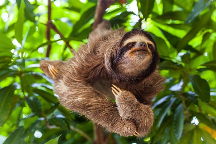 Современный ленивец.