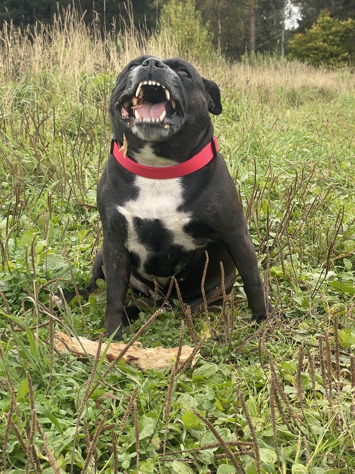 Ответ на пост «Довольная собака»