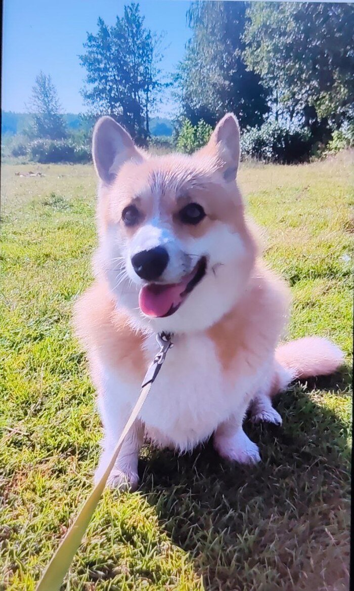 Ответ на пост «Довольная собака»