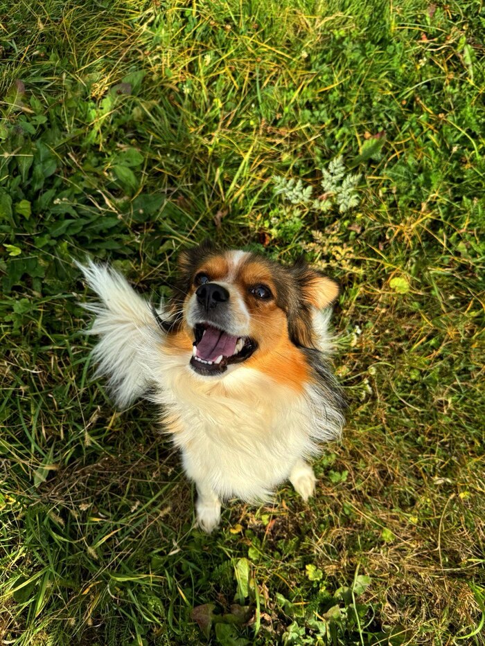 Бегали за соседскими курочками, довольны :)