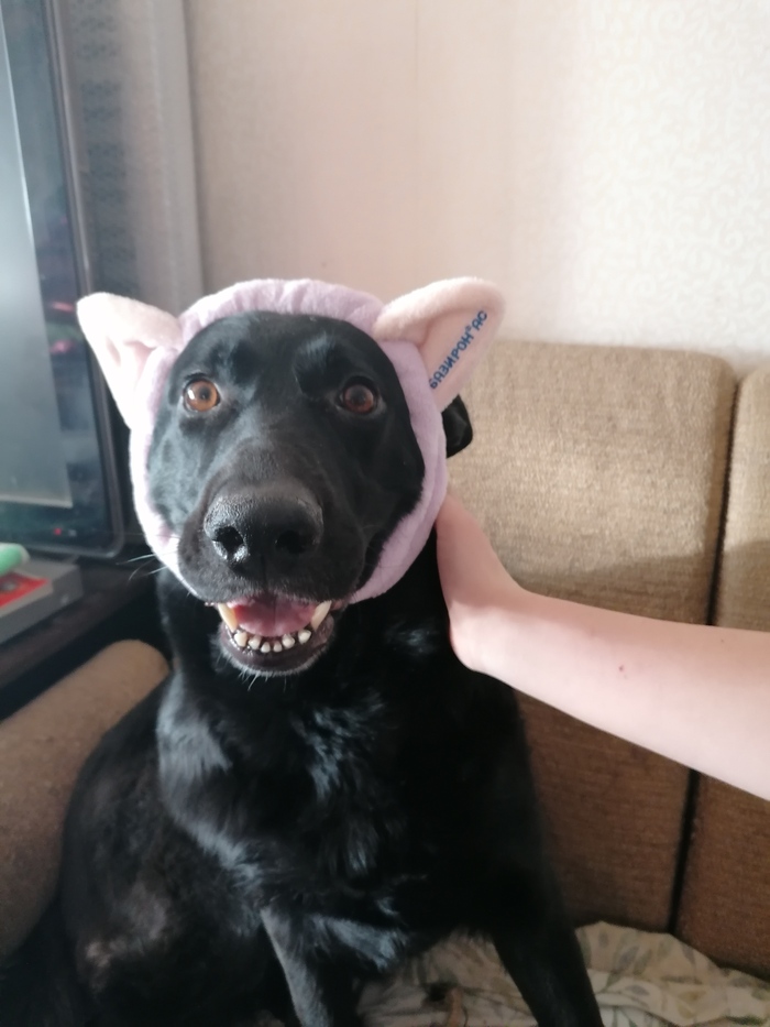 Ответ на пост «Довольная собака»