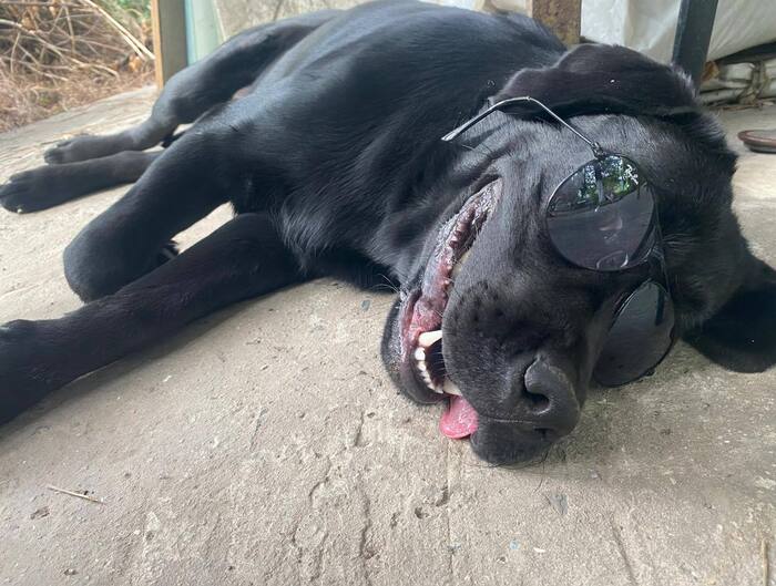 Ответ на пост «Довольная собака»