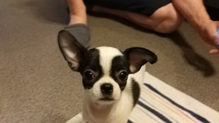 Это ещё щенок, первые дни дома.