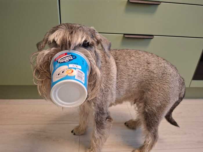 Ответ на пост «Довольная собака»