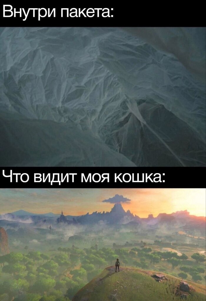 Кошки и пакет