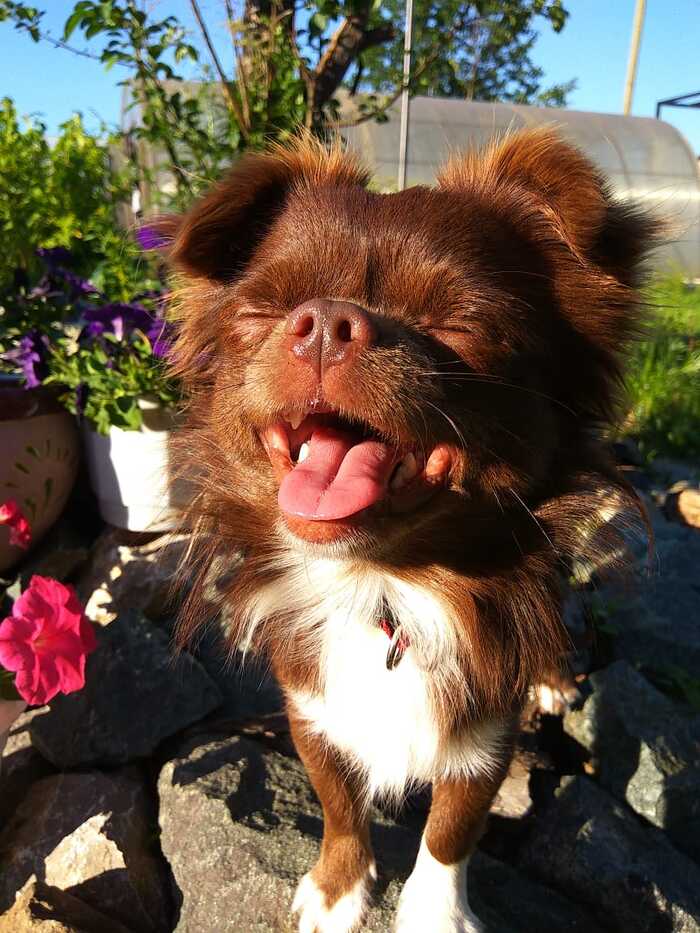 Ответ mintimer22 в «Довольная собака»