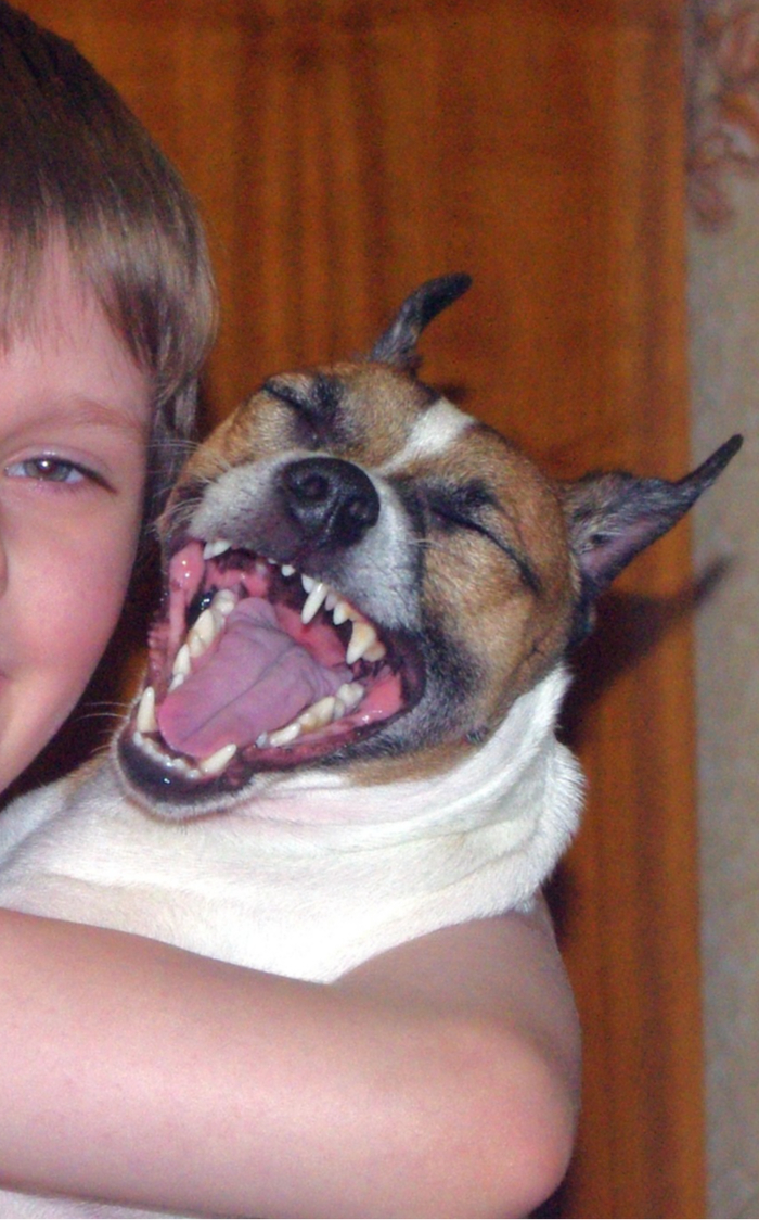 Ответ на пост «Довольная собака»