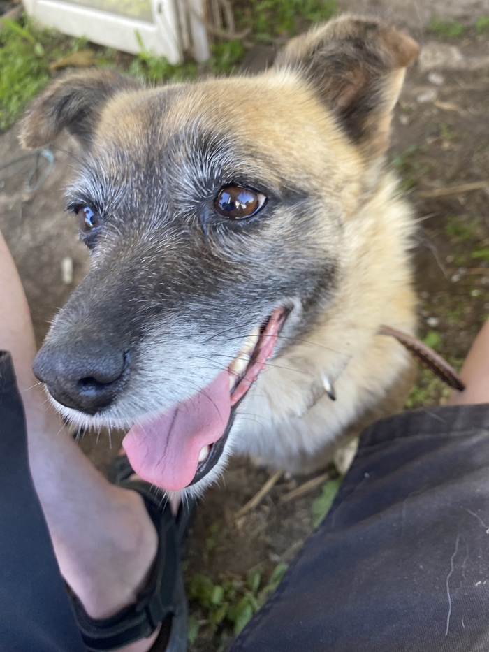 Довольная деревенская дворняга))