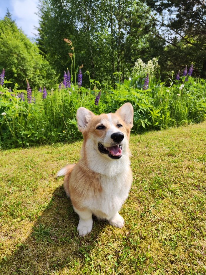 Ответ на пост «Довольная собака»