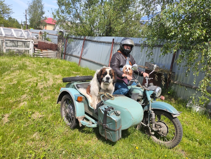 Ответ на пост «Довольная собака»