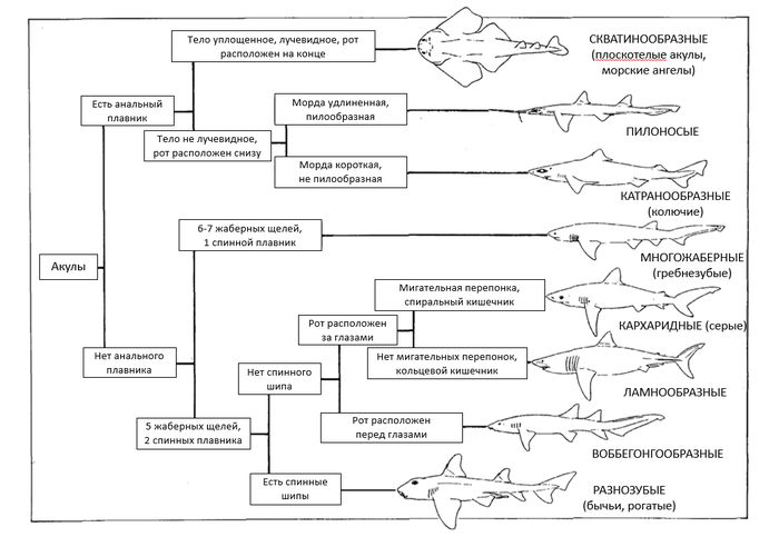 Классификация акул по отрядам