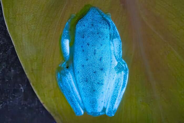 Флуоресцентная лягушка Boana punctata