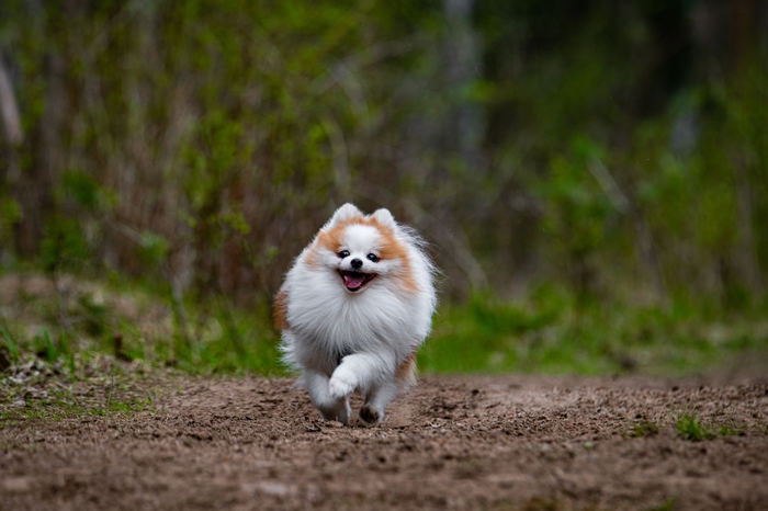 Ответ на пост «Довольная собака»