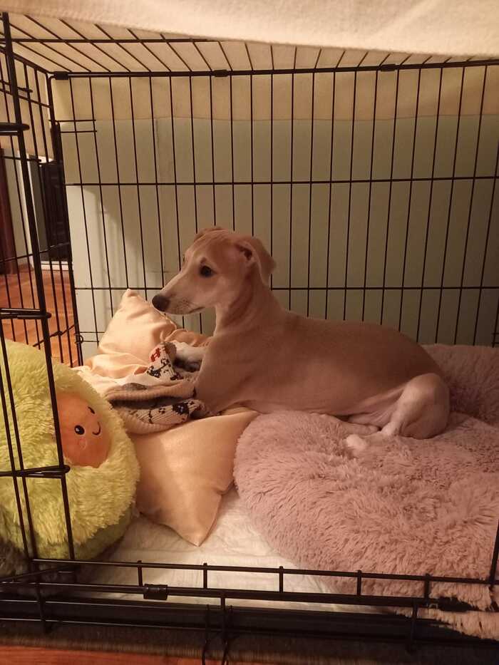 Грай совсем молодой. Но уже со своей собственной жилплощадью!