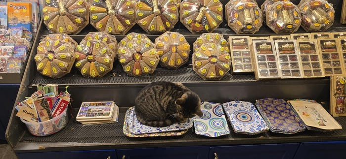 Такой бедный-нищасный-маленький котик! Суда по словам хозяина, ест он по пять раз в день.