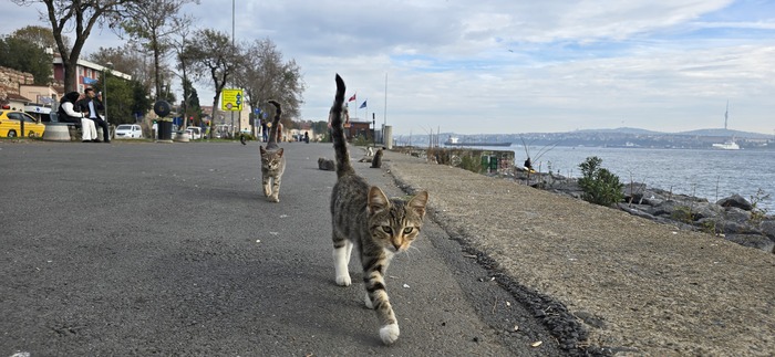 Эта банда с набережной около Мраморного моря