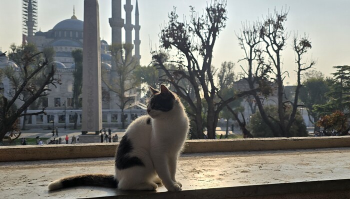 Котик из кафешки в музее Исламского искусства