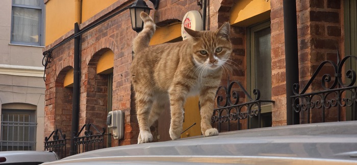 У этого котика тачка покруче и он явно недоволен съемкой.