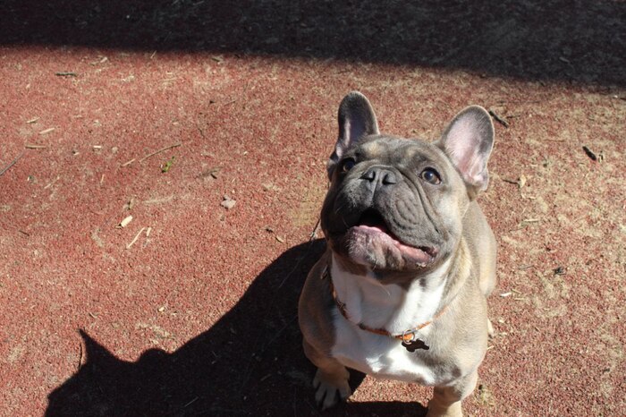 Ответ на пост «Довольная собака»