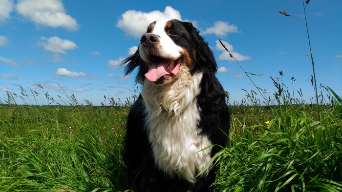 Ответ на пост «Довольная собака»