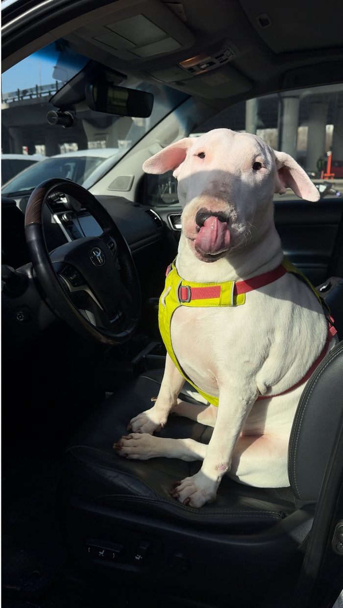 Ответ atomicledokol в «Довольная собака»