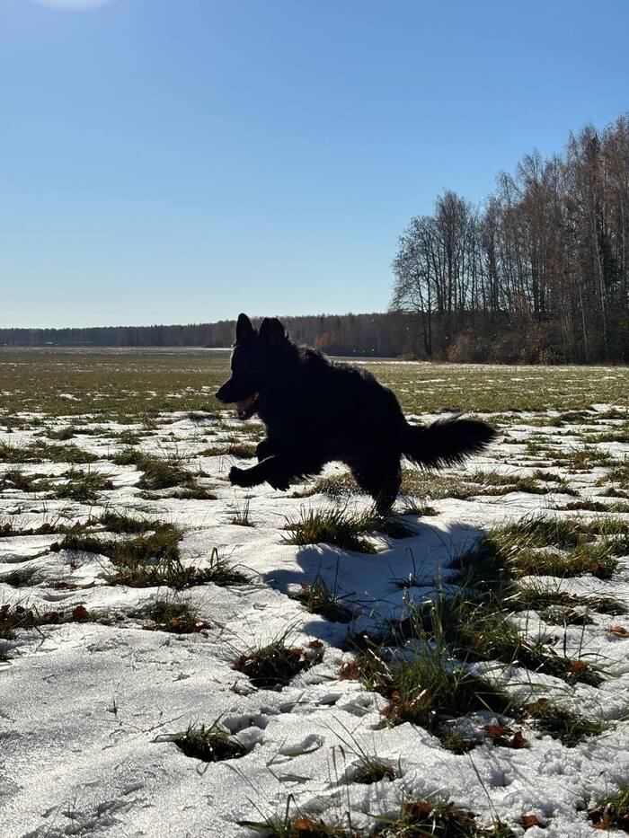 Ответ на пост «Довольная собака»
