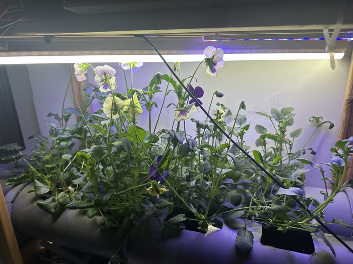 Вот только по утрам жене капуч украшаю.