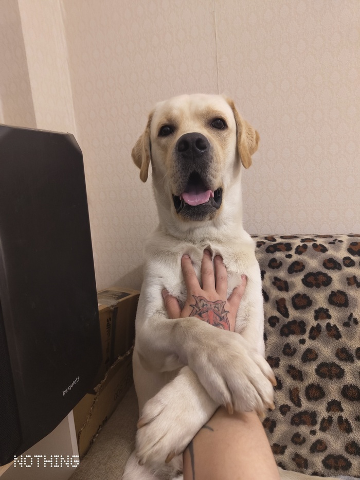 Ответ на пост «Довольная собака»